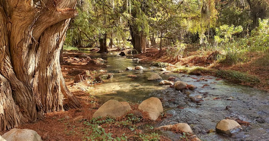 Bosque santiago apoala