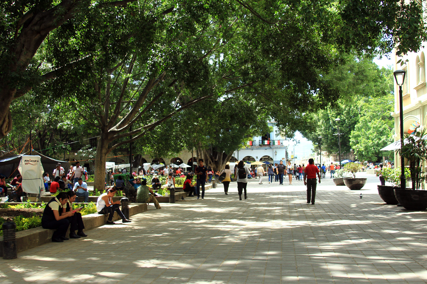 zocalo city of oaxaca