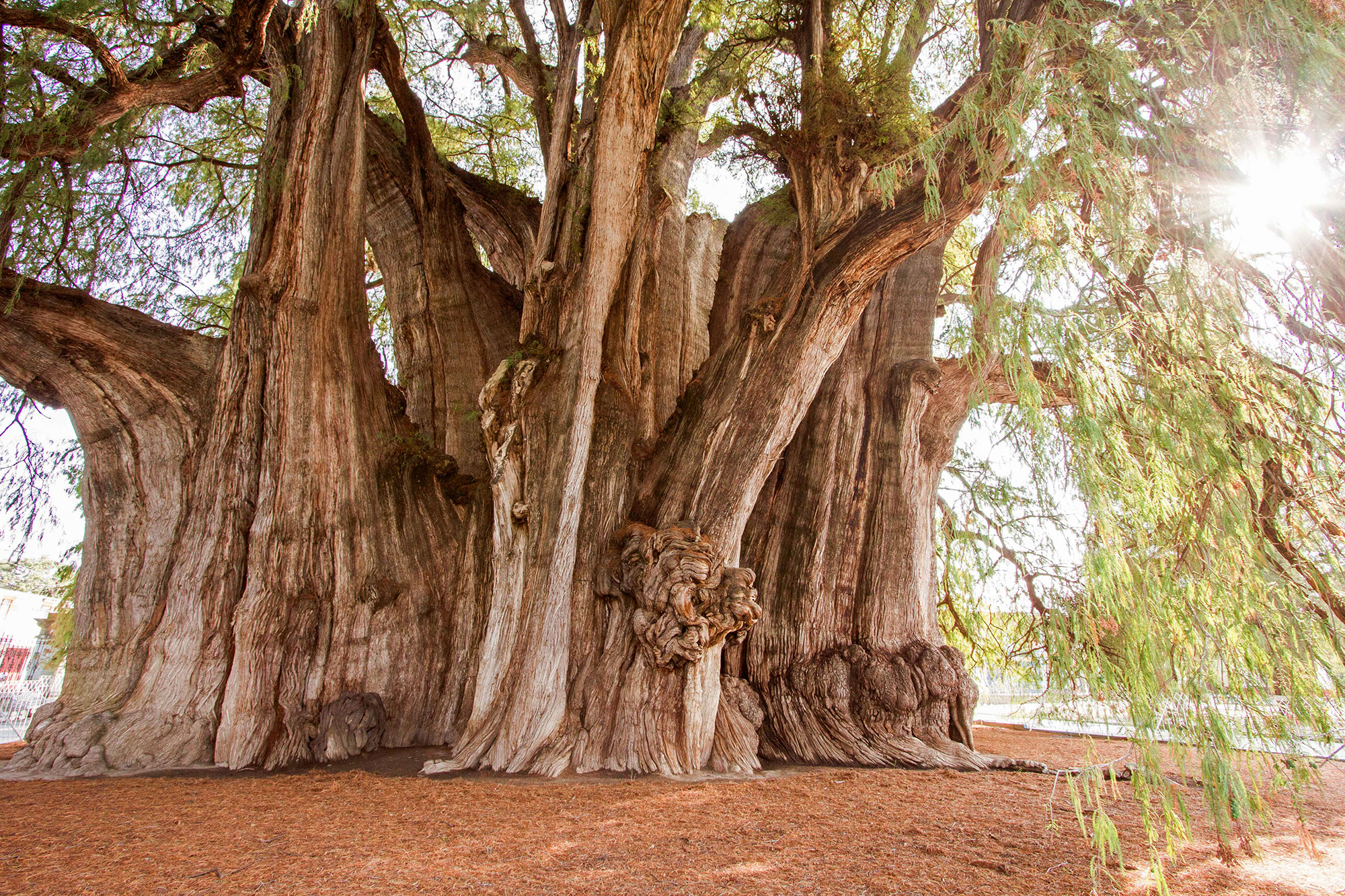 el arbol del tule