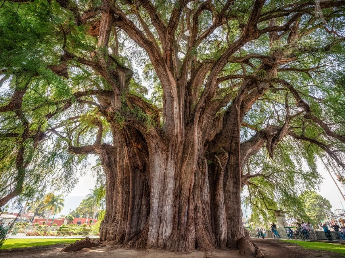 arbol del tule