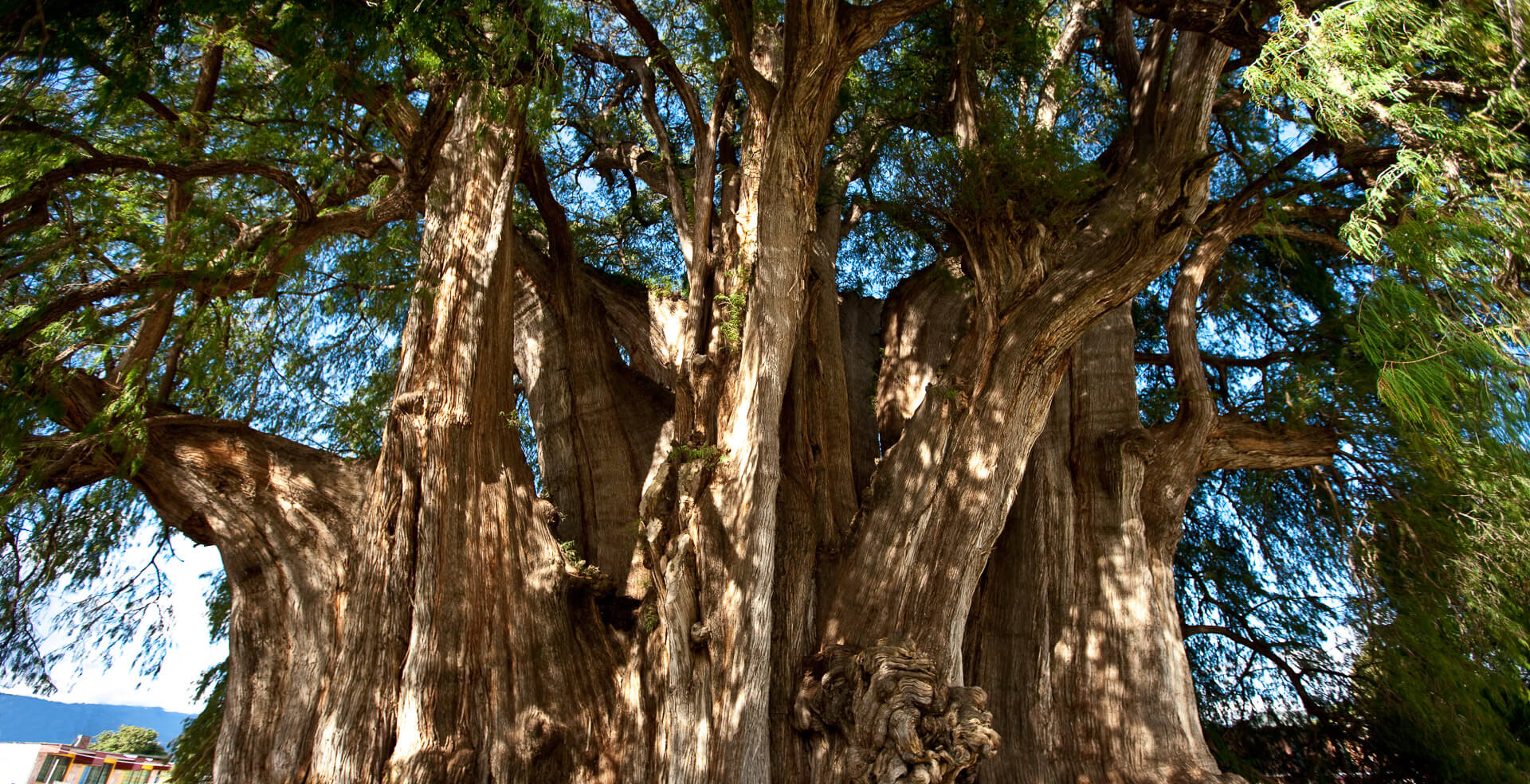 the Tule tree