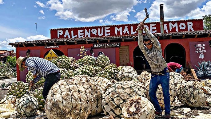 mezcal