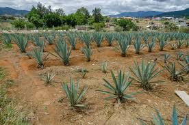 mezcal