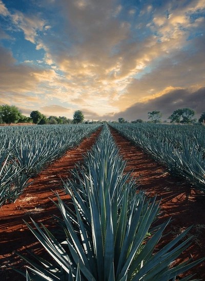 mezcal