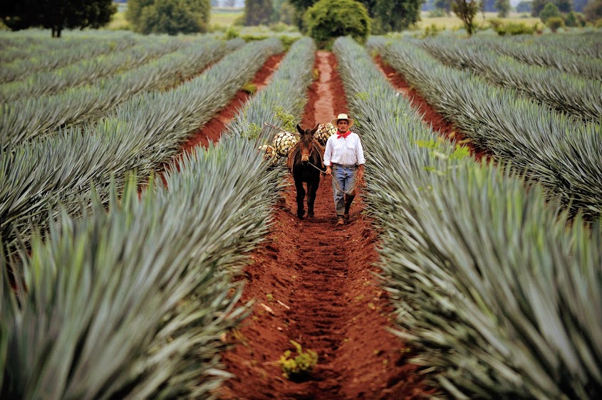 mezcal