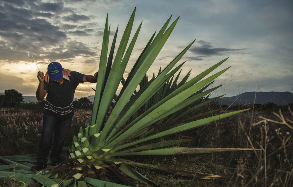 mezcal